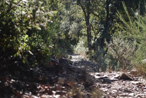 ronda des bojos2